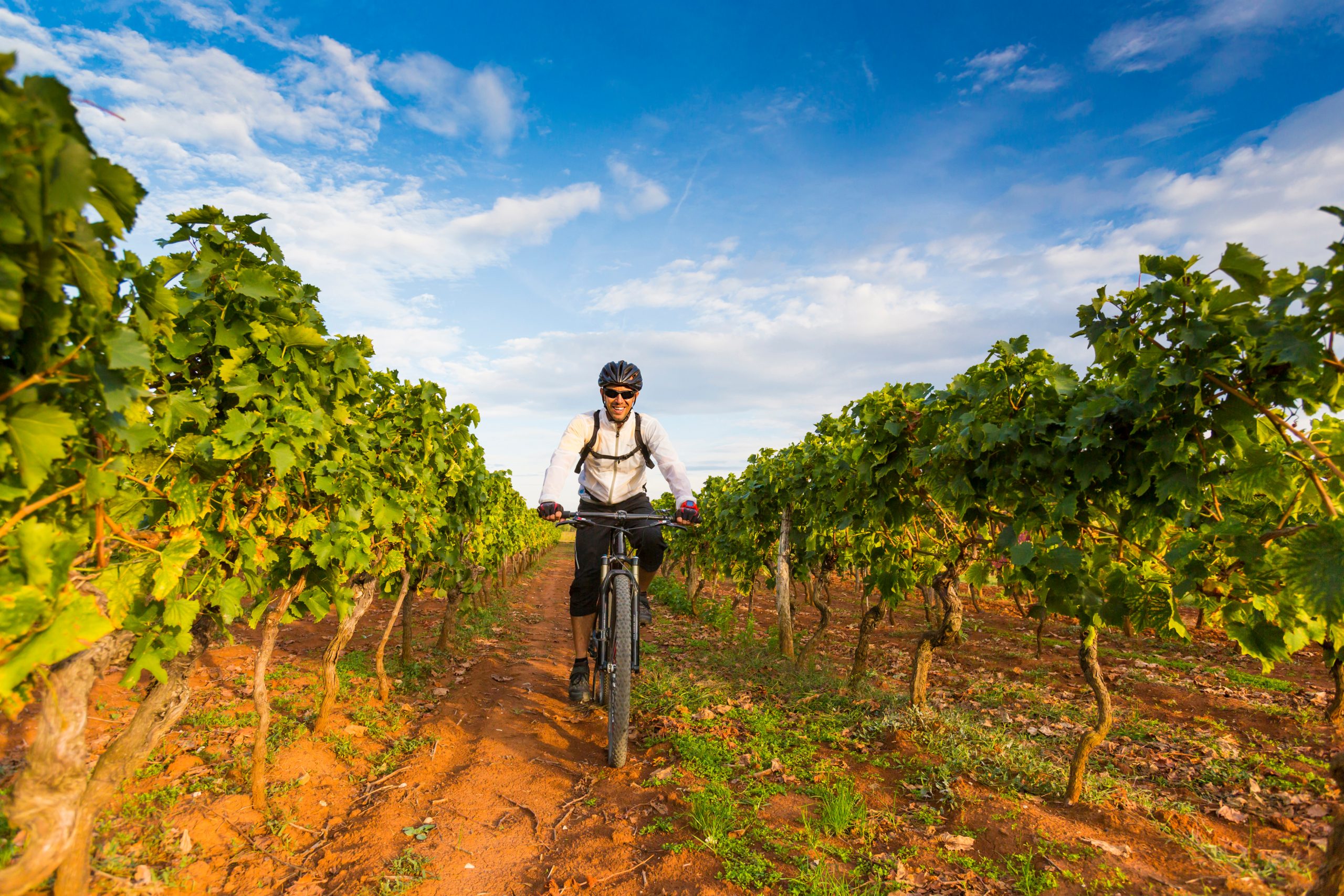 Fahradfahrer zwischen Weinreben